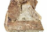 Dinosaur (Edmontosaurus) Bones in Sandstone - Wyoming #265542-1